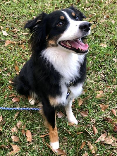 10 things only an australian shepherd owner would