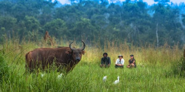 Forest Buffalo, Odzala, Republic of Congo
