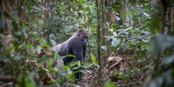 Western Lowland Gorilla, Odzala. Republic of Congo
