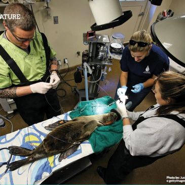 Claire Simeone and team treat a sea lion. Photo by Getty Images.