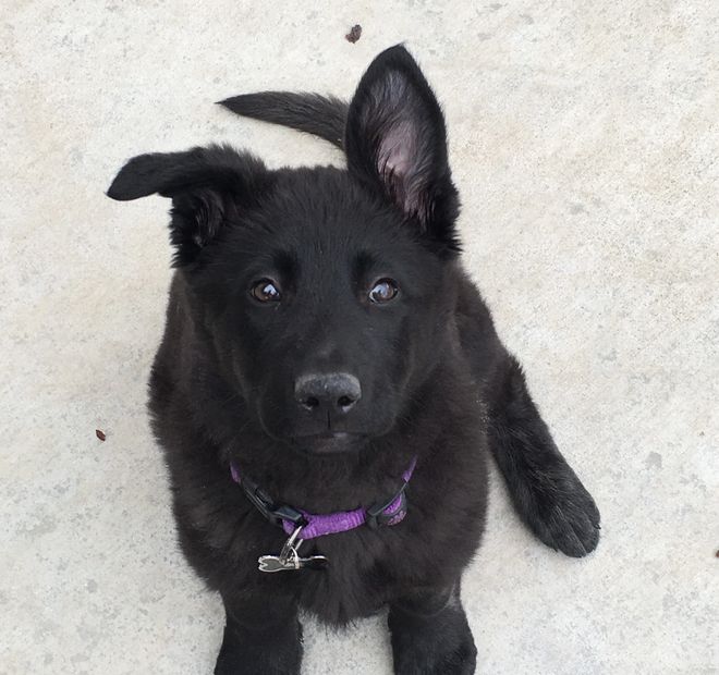 Picture of a black German shepherd puppy