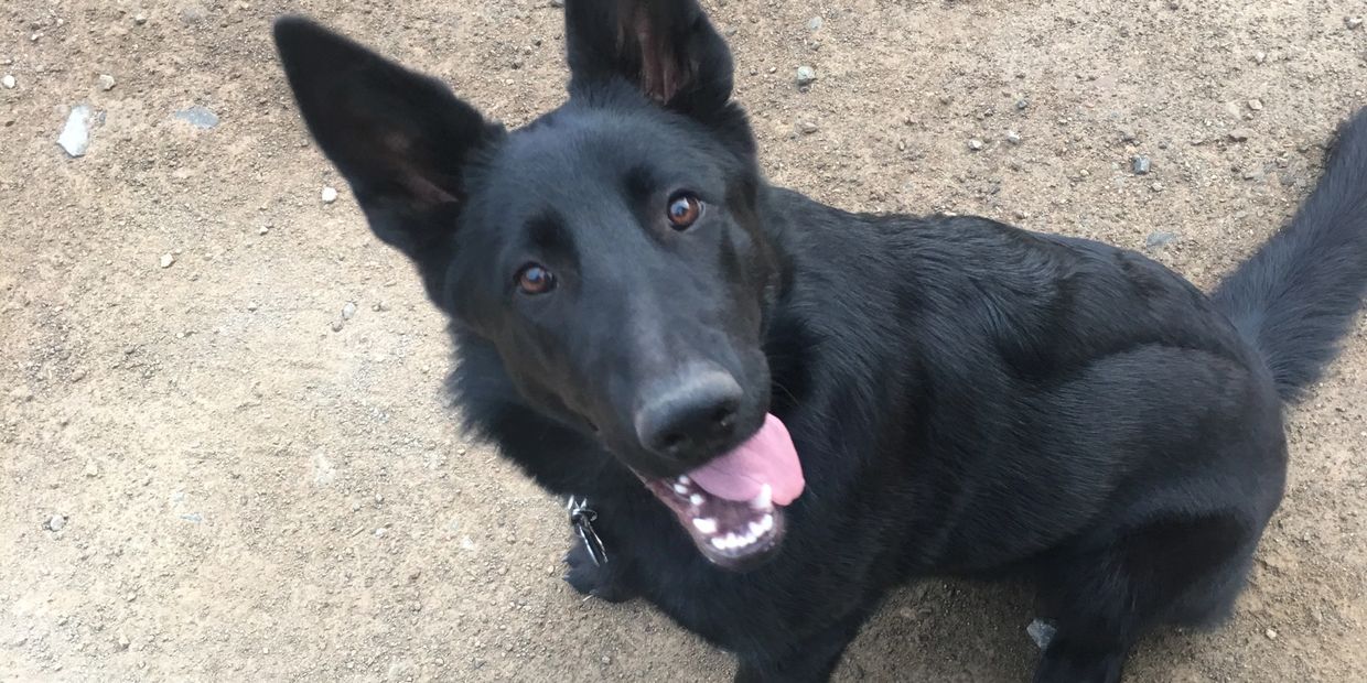 Picture of a black German shepherd with a silly smile