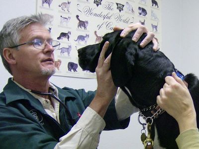 Dr. Norton and a vet technician carefully examine a big dog.