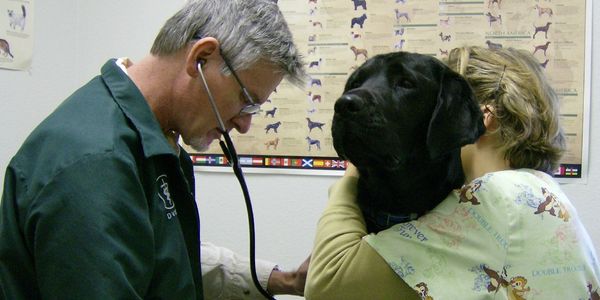 Dr. Norton and vet technician gently examine a black dog.