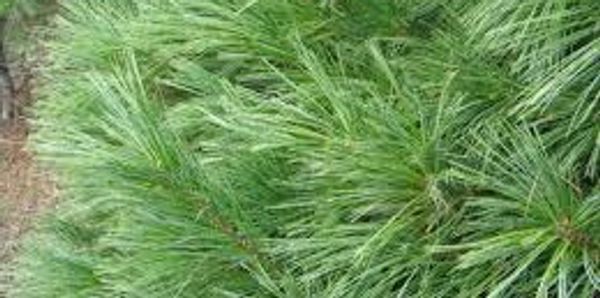 Cut your own White Pine Christmas Trees