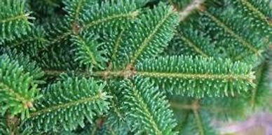 Cut your own Fraser Fir Christmas trees