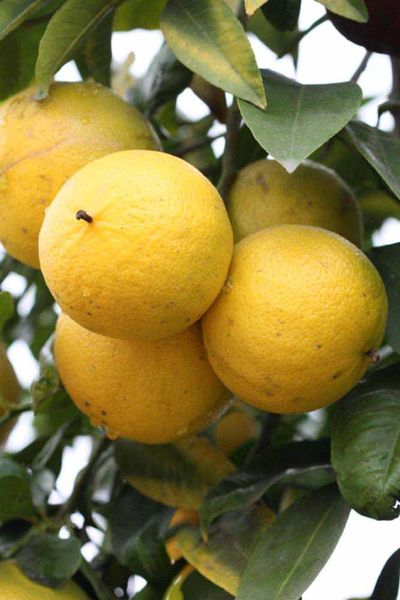 Bergamot Orange