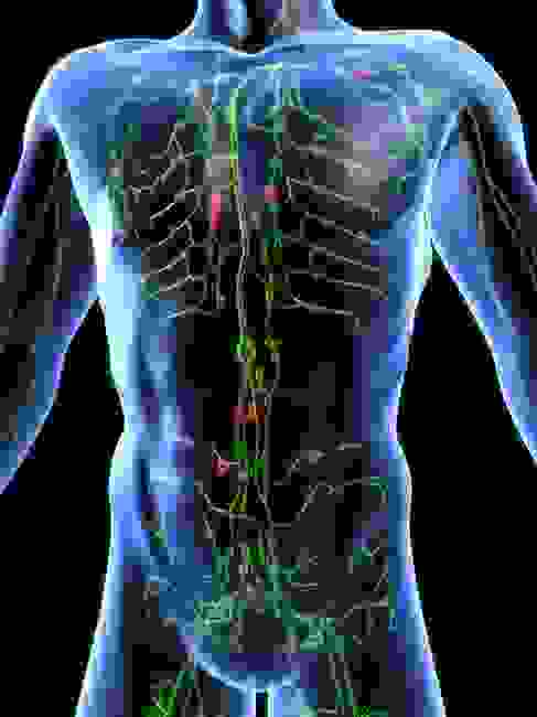 lymphatic system
lymphatic drainage
lymph
swelling
oedema
immunity
immune system