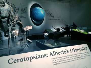 Ceratopsians stand at dinasaur musem in Alberta, Canada