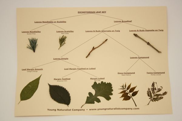 Dichotomous Leaf Key Display | Young Naturalist Company