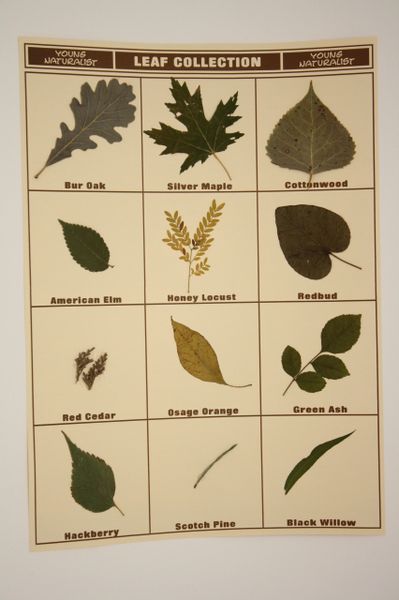 Leaf Collection