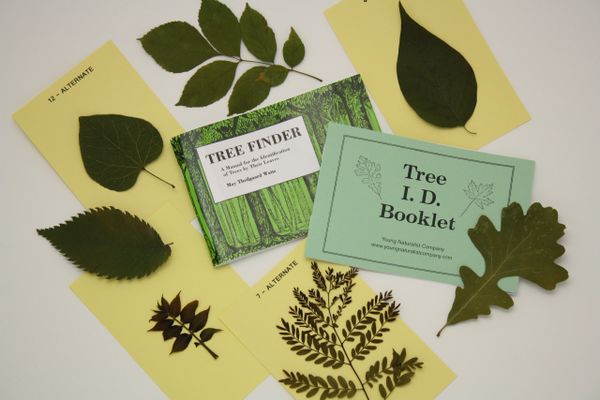 Tree Identification Kit | Young Naturalist Company