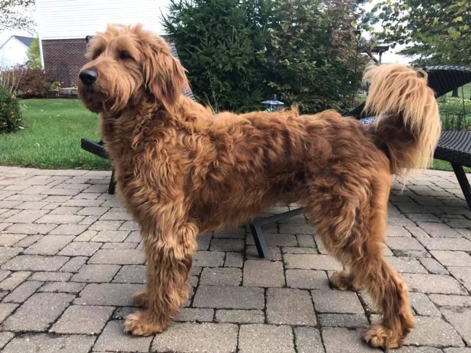 gund golden doodle