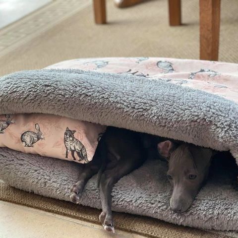 Forest Fleece Dog Jumpers Pyjamas Bespoke Snuggle Wrap Beds