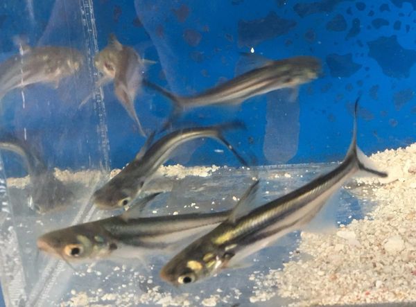 Black Ear Shark Fish Fishonlinerus