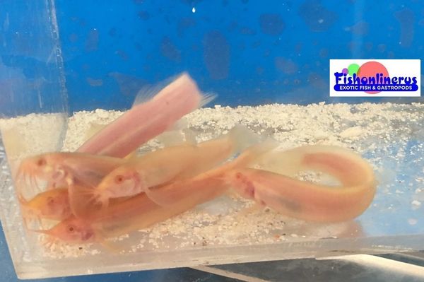 Albino Red Eyes Dojo Loach Freshwater Fishonlinerus
