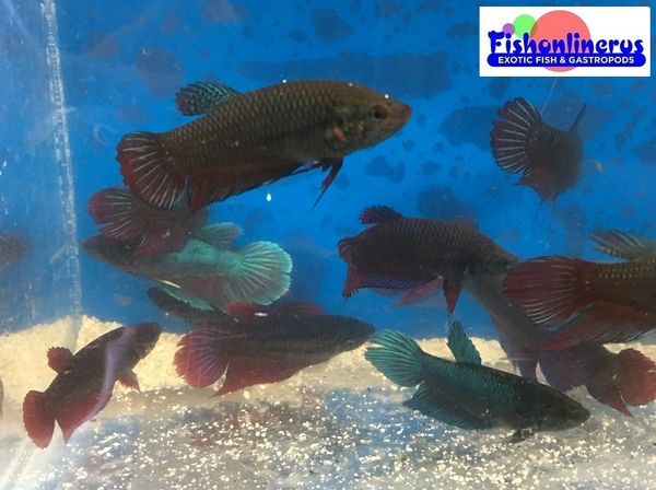 Female Plakat Betta Fishonlinerus