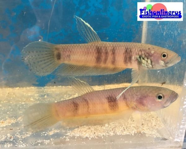 Wild Betta Pair Gladiator Fishonlinerus
