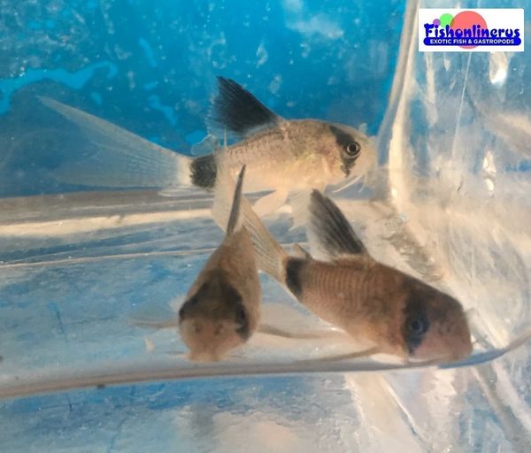 Longfin Corydoras Catfish Fishonlinerus
