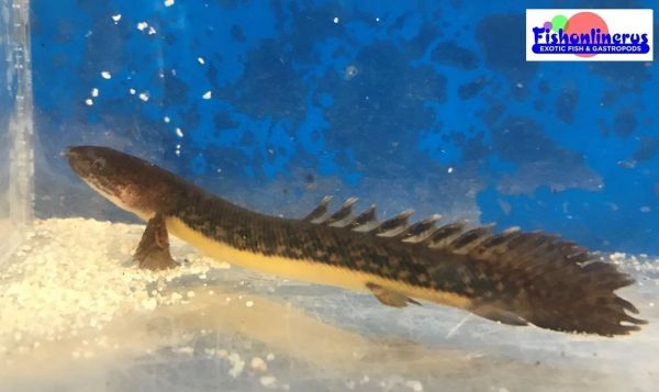 Polypterus Teugelsi Bichir Fish Fishonlinerus