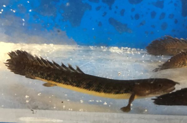 Polypterus Teugelsi Bichir Fish Fishonlinerus
