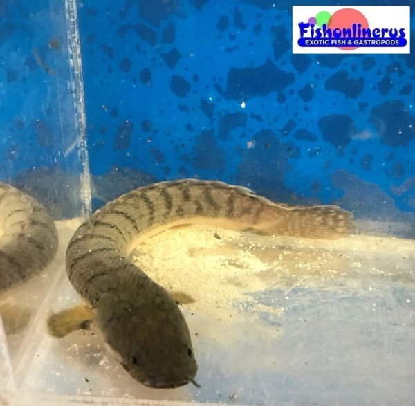 Weeksii Bichir Wild Caught Fishonlinerus