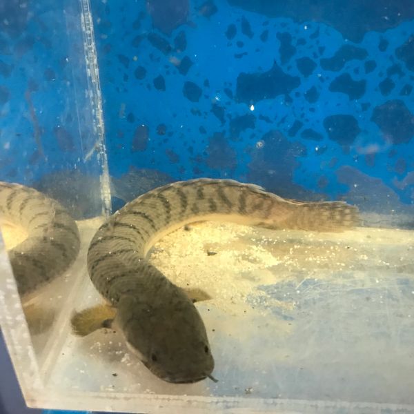 Weeksii Bichir Wild Caught Fishonlinerus