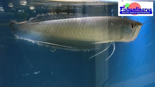  Blue Arowana Fish  Wild Caught Fishonlinerus