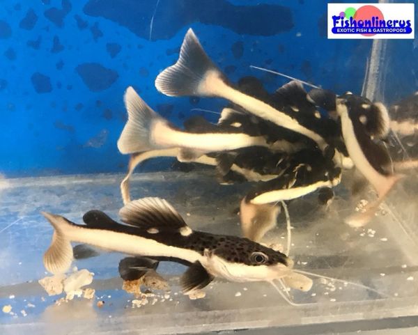 2 Red Tail catfish FREE SHIPPING Fishonlinerus