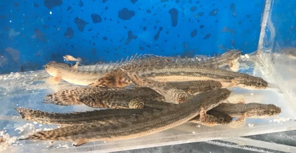 Polypterus Lapradei Koliba Bichir Fish Wild Caught 