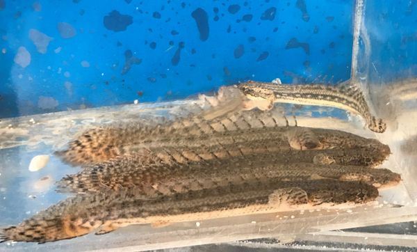 Polypterus Lapradei Koliba Bichir Fish Wild Caught 