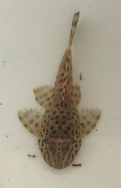 Ranger Pleco World Smaller Plecostomus Fishonlinerus