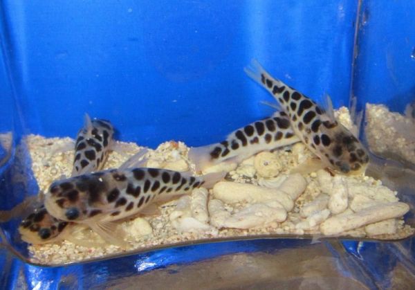 honeycomb catfish Fishonlinerus