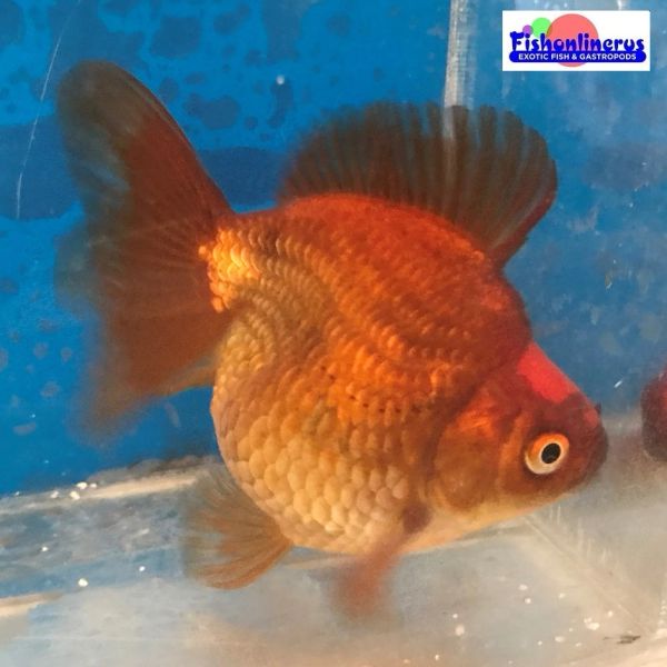 Red and Black Short Tail Ryukin Gold Fish Fishonlinerus