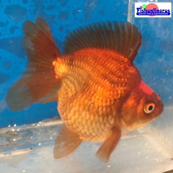 Red and Black Short Tail Ryukin Gold Fish Fishonlinerus