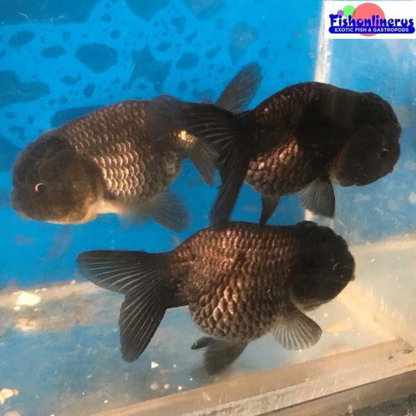3 Black Ranchu Gold Fish Fishonlinerus