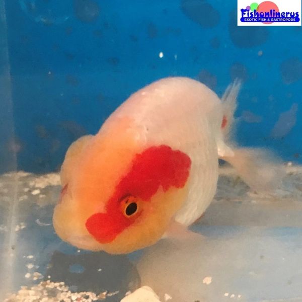 Red and White Ranchu Gold Fish 1 Fishonlinerus