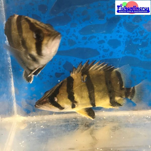 Northern Thai Tiger Datnoid Fish Fishonlinerus