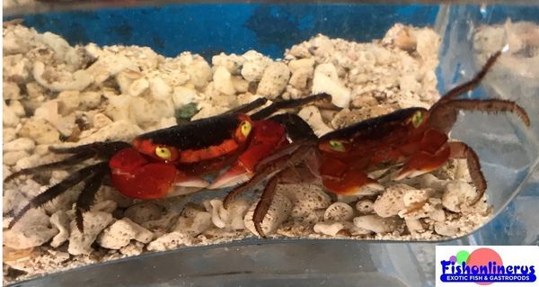 Red Apple Crab Freshwater Fishonlinerus