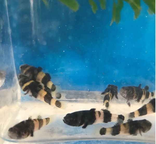 5 Bumble Bee Goby Free Shipping Fishonlinerus