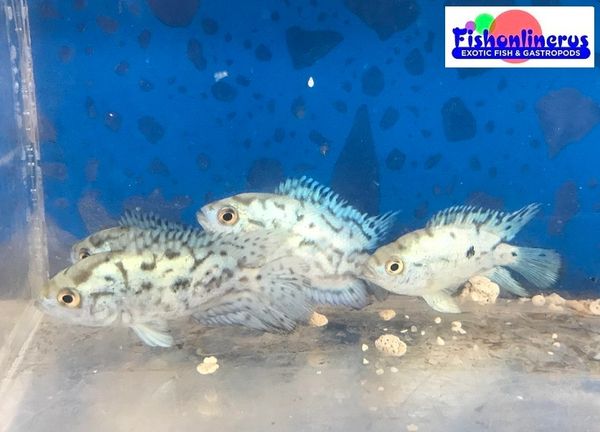 Electric Blue Jack Dempsey Cichlid Fishonlinerus