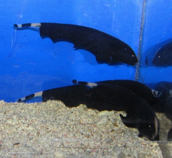 Black Ghost Knife Fish Live Freshwater Fish Fishonlinerus