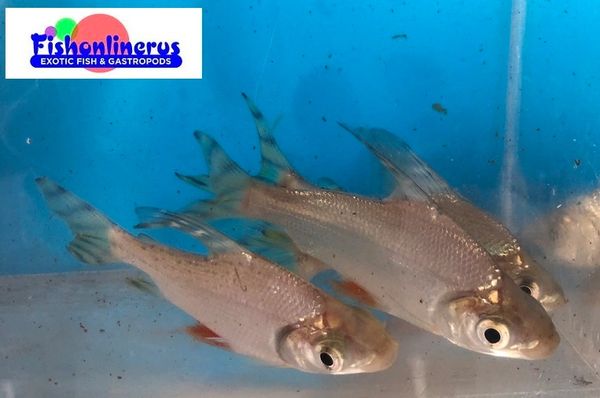 Red Fin Flagtail Prochilodus Fish Live Freshwater Fish 
