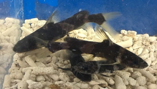 Oscar fish food price