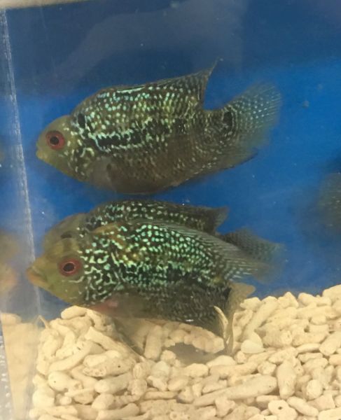 Kirin Parrot Fish Fishonlinerus