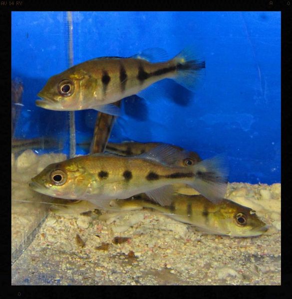 Ocellaris Peacock Bass Fishonlinerus