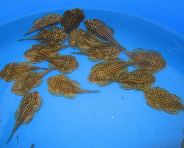 Reticulated Hillstream Loach Fishonlinerus
