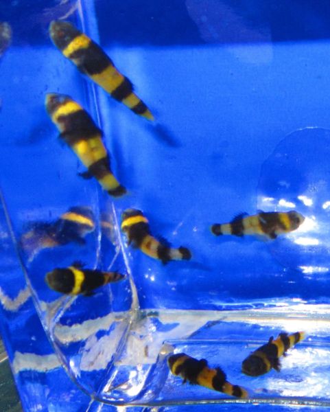 Bumble Bee Goby Fishonlinerus