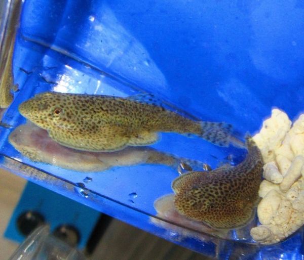 Chinese Hillstream Loach Fishonlinerus