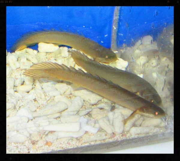 Polypterus Senegalus Bichir Fish Fishonlinerus